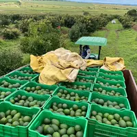 camion de récolte d'avocat remplis de caisse d'avocat dans un champ d'avocatier