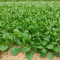 champ de mâche destinée à la 4e gamme (salade en sachet)