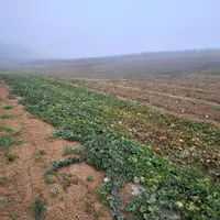 mildiou melon