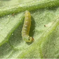 Tuta absoluta