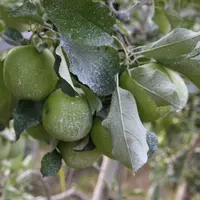 argile pomme