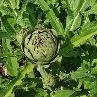 Un artichaut dans une parcelle bretonne.