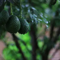 trois avocats sur branche d'avocatier
