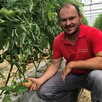 Frédéric Marchesin, producteur de tomates Label Rouge pour les Paysans de Rougeline montrant une tomate dans sa serre.