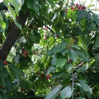 des cerises sur un ceriser. cerises de bessenay