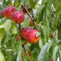 nectarines sur arbre
