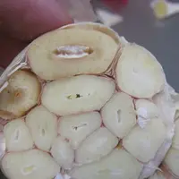 Selon une hypothèse prudente, le champignon pourrait être présent sous forme endophyte dans les tissus de l’ail.