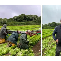 Des employés s'affairent à la récolte de salades dans une parcelle du Gaec Stéphan. A droite, Christian Stéphan, l'un des trois associés du Gaec Stéph