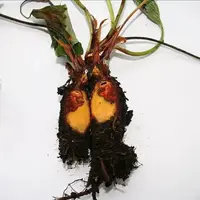Nécroses internes sur fraisier liées à Pestalotiopsis.