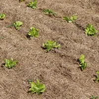 Plantation maraîchère sous couvert
