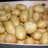 colis de pommes de terre de primeur