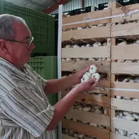 Jean-Pierre Besson, président du GIE Ail Drômois, observe la récolte d'ail 2025.