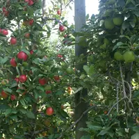 Verger de pommes rouges sur un rang et verte sur l'autre.