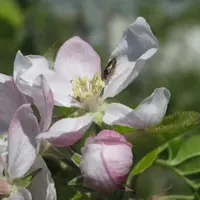 Hoplocampe sur fleur de pommier