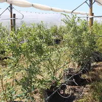 Plant de myrtilliers pour des essais au centre CTIFL