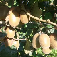 Des kiwis verts dans un verger Zespri en France.