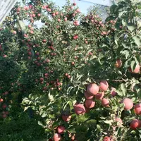 Gros plan sur un pommier de pommes Fuji.