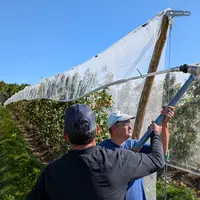 Relevage des filets anti-insectes dans le verger piéton de pommes Beauvallon de Pomanjou à Seiches-sur-le-Loir (Maine-et-Loire