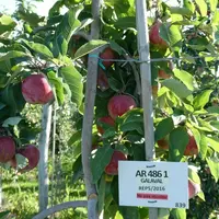 Pommes et poires : le long parcours de la création variétale