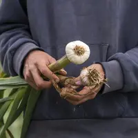 Un producteur d'ail tient dans ses mains de l'ail fraîchement récolté, avec des feuilles d'ail.