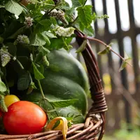 Un panier contenant des légumes, dont des tomates et des courgettes.