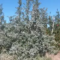 Un verger de pommiers avec certains pommiers recouverts d'argile, pour les protéger des pucerons.