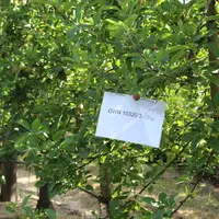 Tests sur pommier au CTIFL