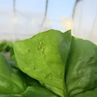Des pucerons Nasonovia ribisnigri sur des salades.