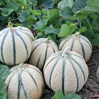 Des melons charentais jaunes, entiers, posés dans un champ.