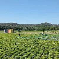 Un champ de salades avec des travailleurs.