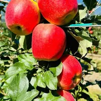Des pommes rouges, de la marque Sambóa, sur un pommier.