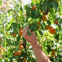 Cueillette d'abricots