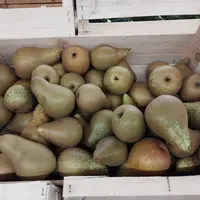 Des poires biologiques françaises, variété conférence.