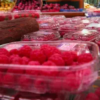Barquettes de framboises importées sur un étal de supermarché.