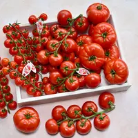 Gamme de tomates label Rouge.