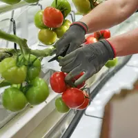 Récolte de tomate dans une serre expérimentale.