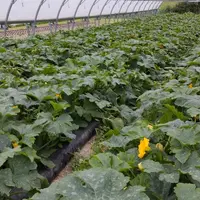 <em class="placeholder">thermitube dans une culture de courgette sous serre tunnel</em>