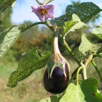 Une aubergine en train de pousser.
