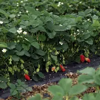 Fraises gariguettes en train de pousser.