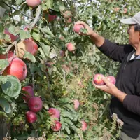 Un homme cueille des pommes biologique Juliet dans un verger.