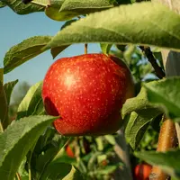 Une pomme hypoallergénique, de la marque Pompur, qui pousse sur son pommier.