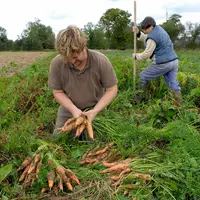 Cueillette de carottes bio et confection de bottes, dans un champ dans le Calvados, en France.
