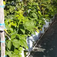 Framboisiers à Douville, en Dordogne, sur le site d'expérimentation d'Invenio.
