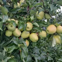 Des pommes golden dans un verger.