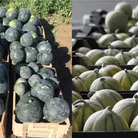 Récolte de pastèques et de melons.