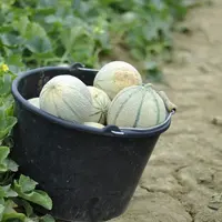 Un seau en plastique noir, dans un champ, avec à l'intérieur des melons.