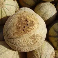 Un melon perforé par des larves de taupin.