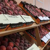 Exposition de nouvelles variétés de pêches présentées au CTIFL à Balandran dans le Gard.