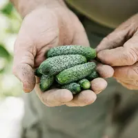 Une main tenant des cornichons.