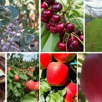 Montage photo représentant des myrtilles, des cerises, un verger de pommes, des pêches en magasins et des pommes sur une branc